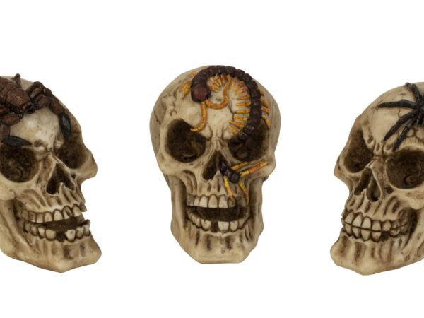 Kaukolė su voru, skorpionu ir šimtakoju, aukštis = 9 cm.