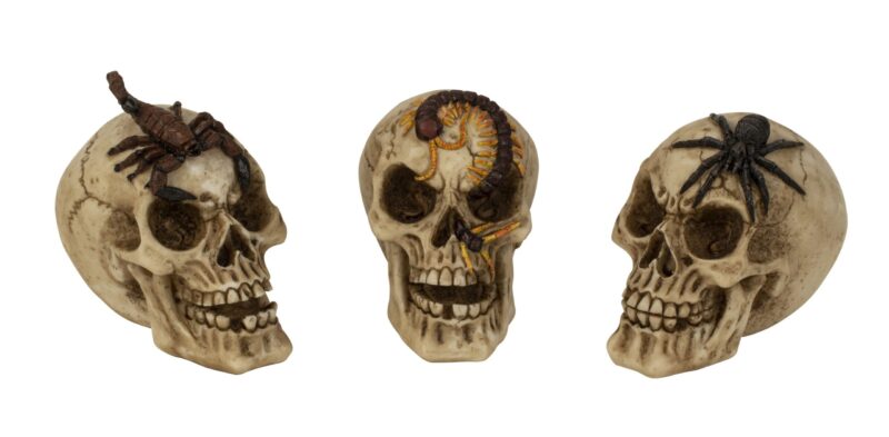 Kaukolė su voru, skorpionu ir šimtakoju, aukštis = 9 cm.